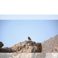 گونه سارگپه کوهی Upland Buzzard